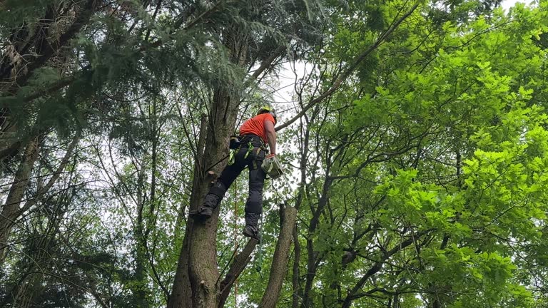 Best Tree Health Inspection  in Forest, MS